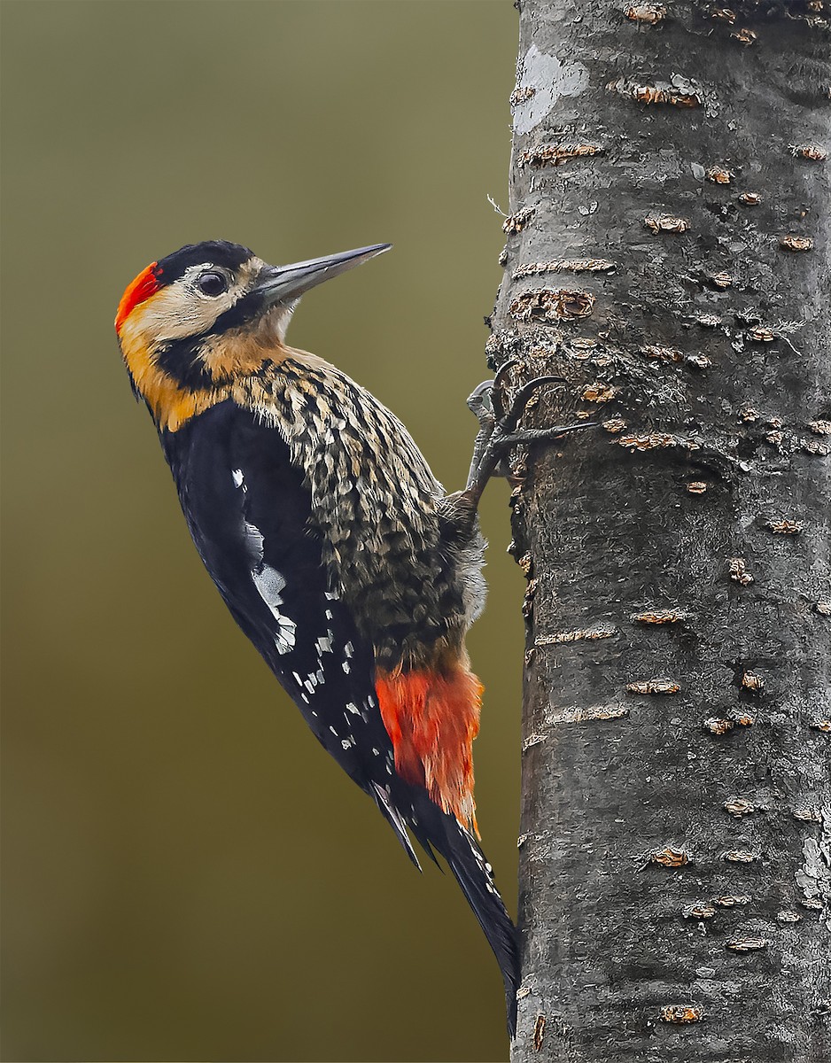 Darjeeling Woodpecker - Rahul Chakraborty