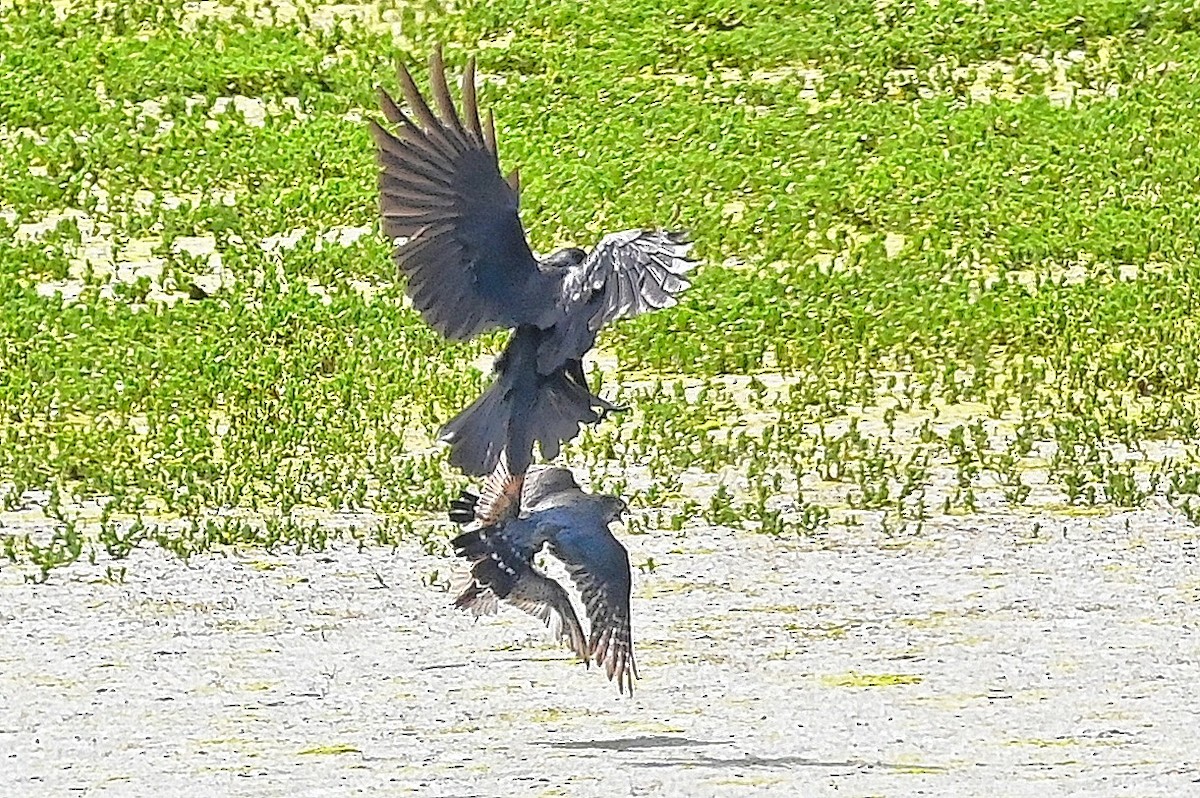 American Crow - Roger Beardmore