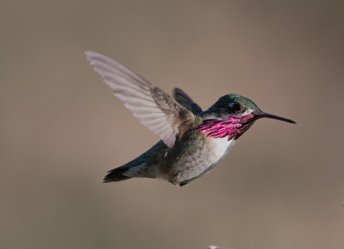 Calliope Hummingbird - Chris McDonald