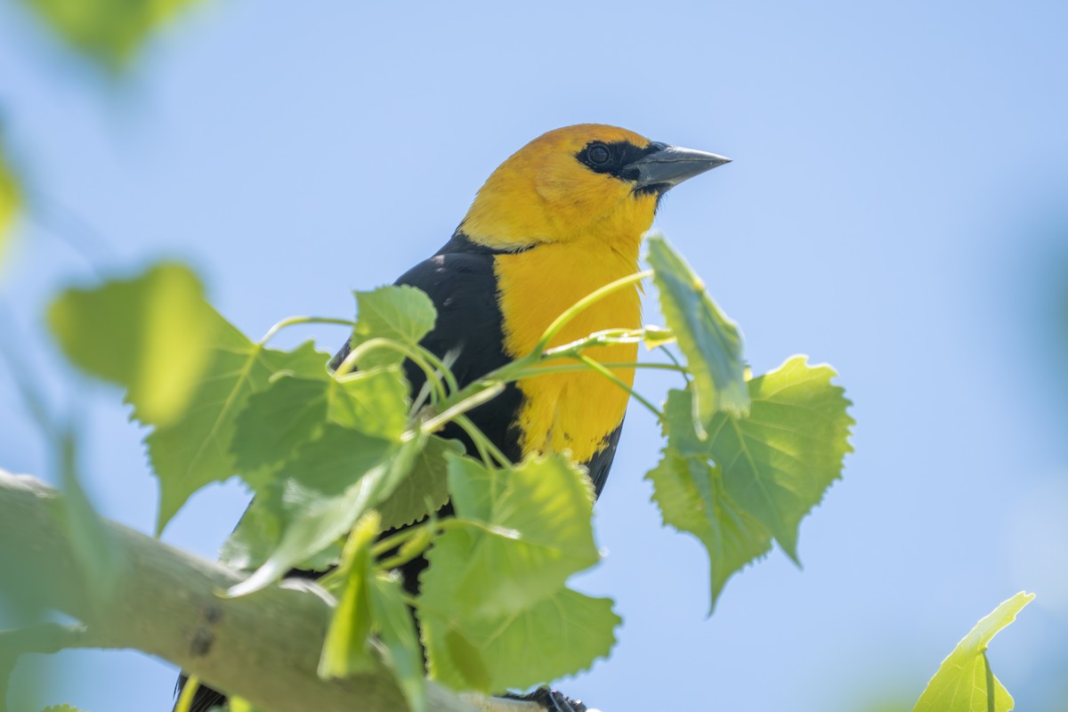 Yellow-headed Blackbird - Robert Raker