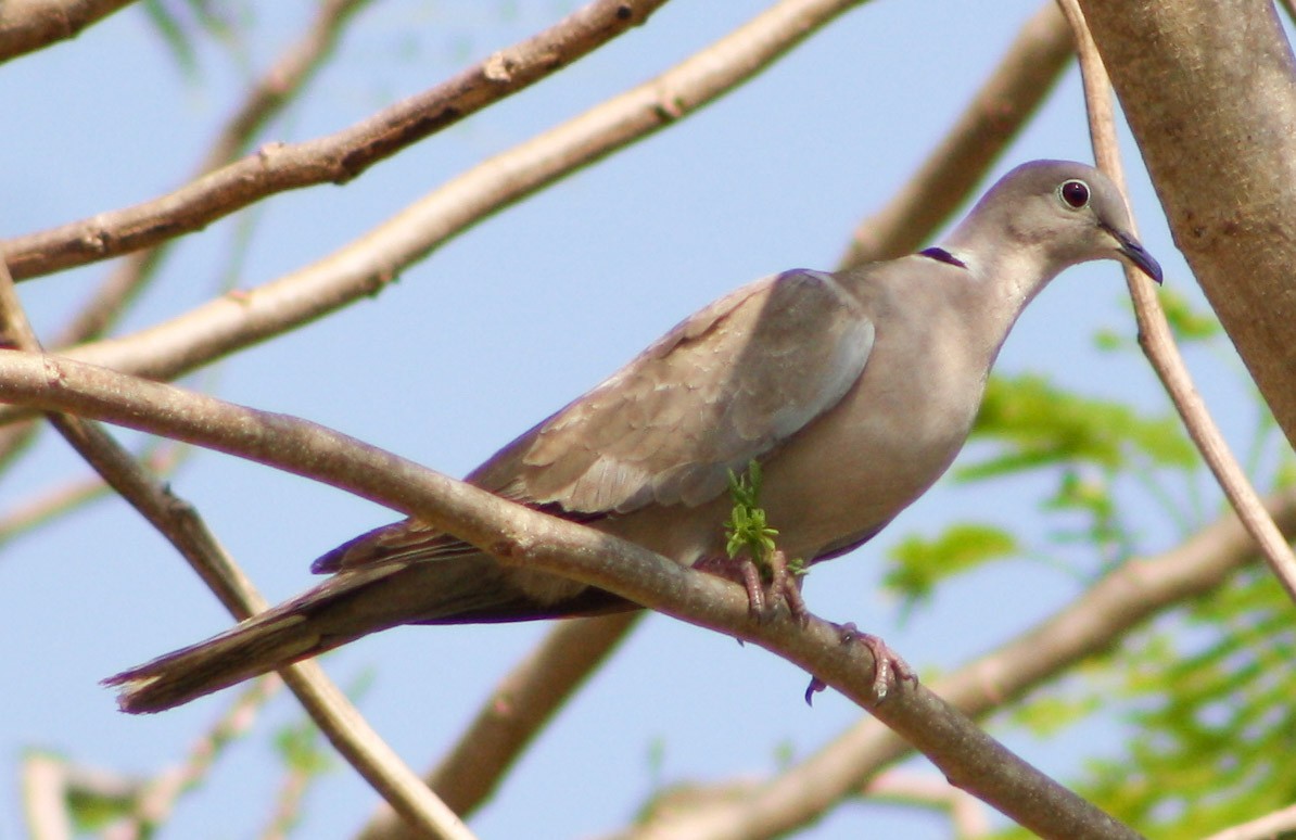Eurasian Collared-Dove - Serguei Alexander López Perez