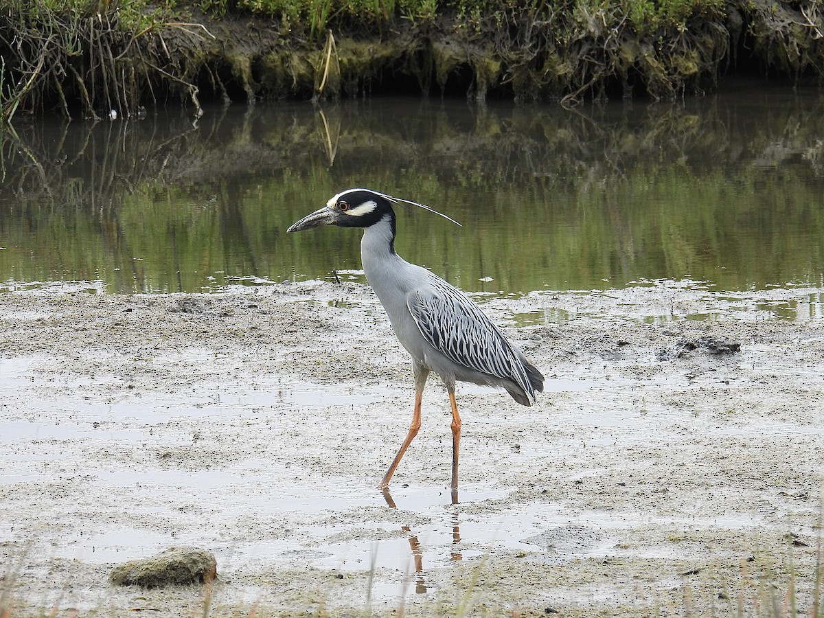 Yellow-crowned Night Heron - ML619162728