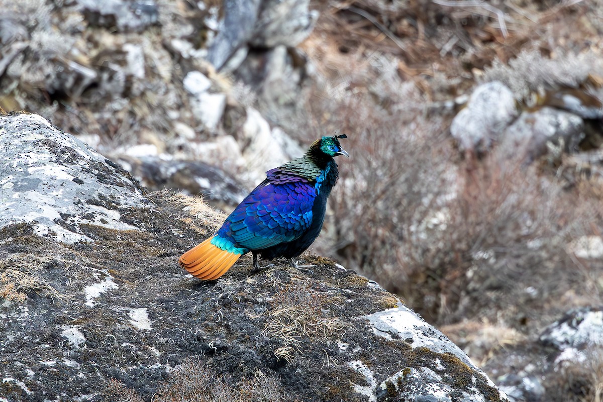 Himalayan Monal - ML619162745