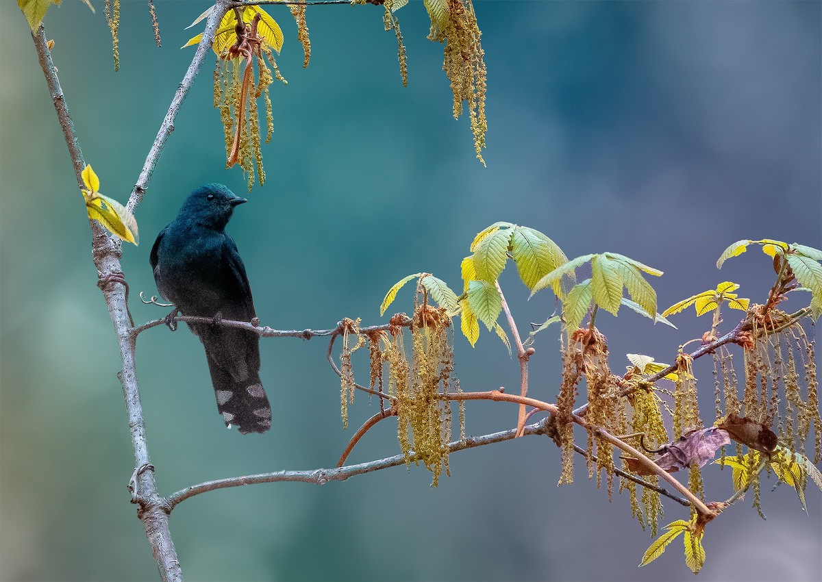 Black-winged Cuckooshrike - Rahul Chakraborty