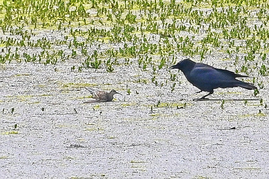 American Crow - Roger Beardmore