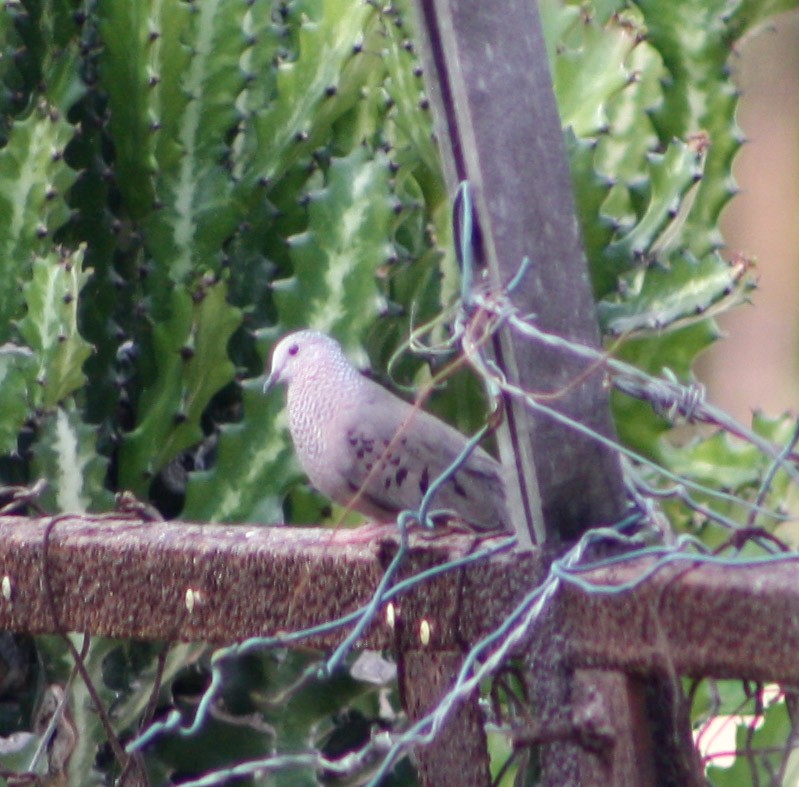 Common Ground Dove - ML619162760