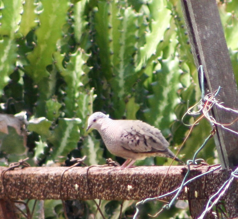 Common Ground Dove - ML619162764