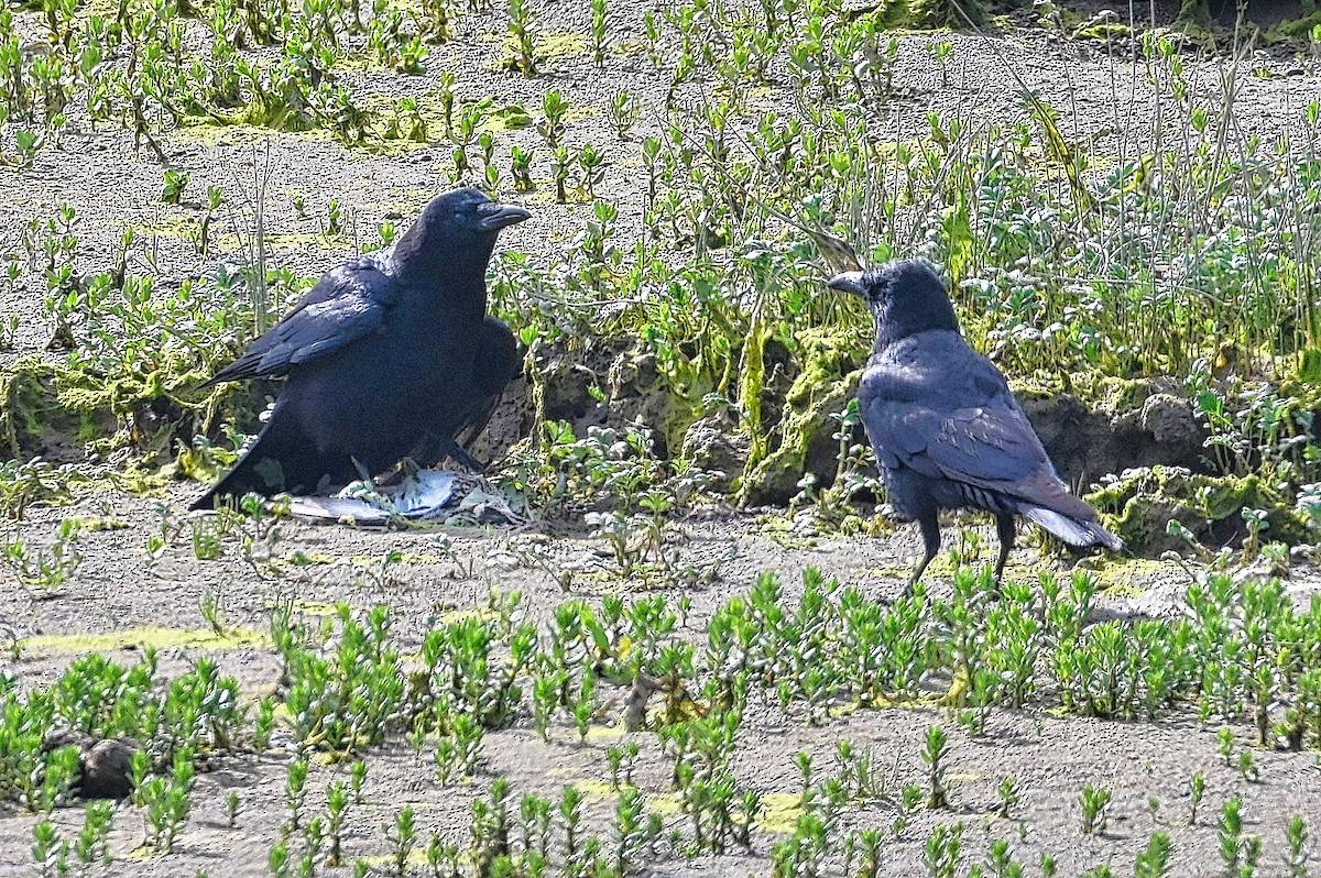 American Crow - Roger Beardmore