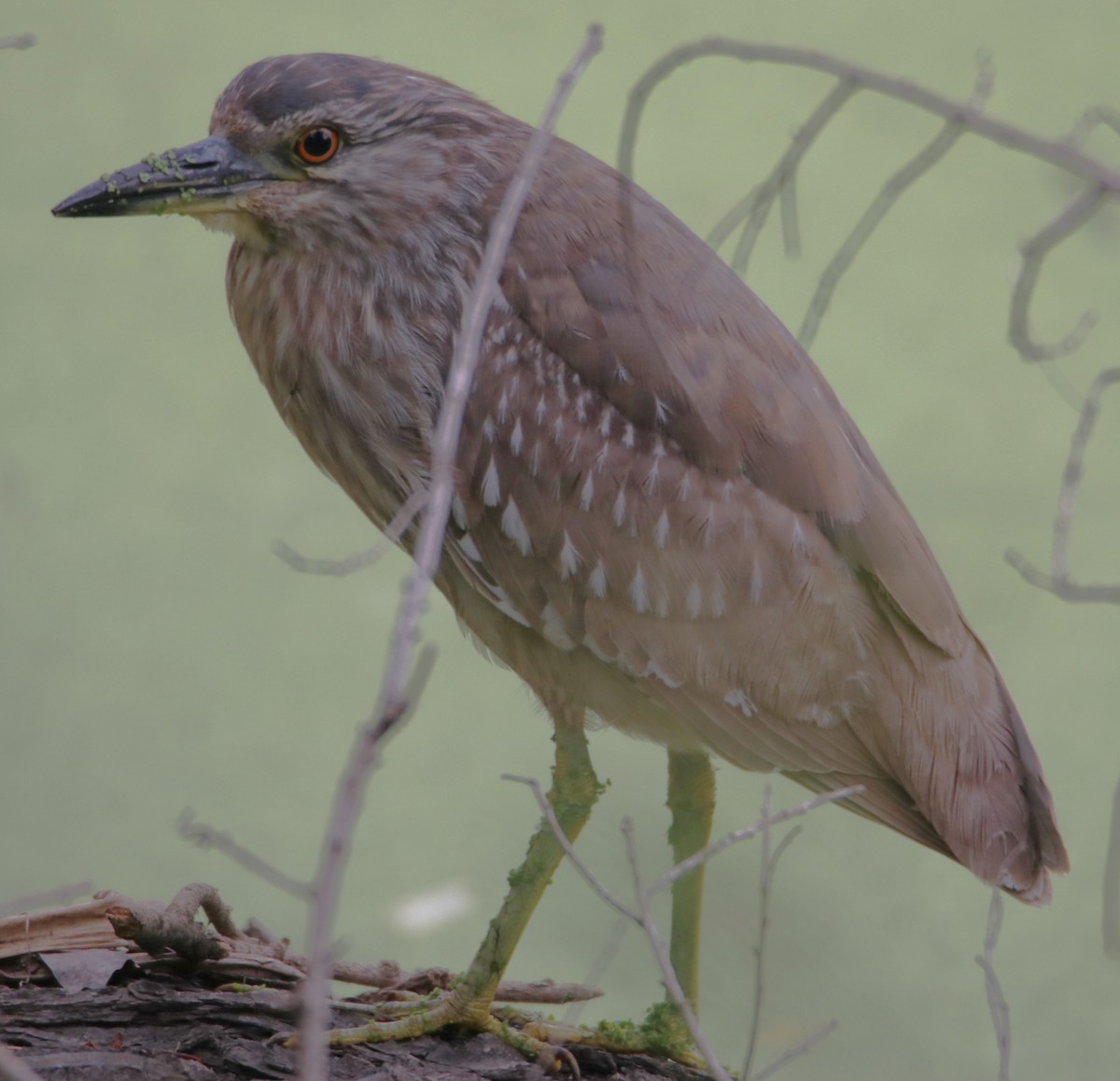 Black-crowned Night Heron - Barry Spolter