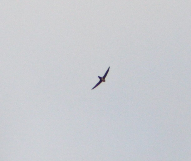 Antillean Palm Swift - Serguei Alexander López Perez