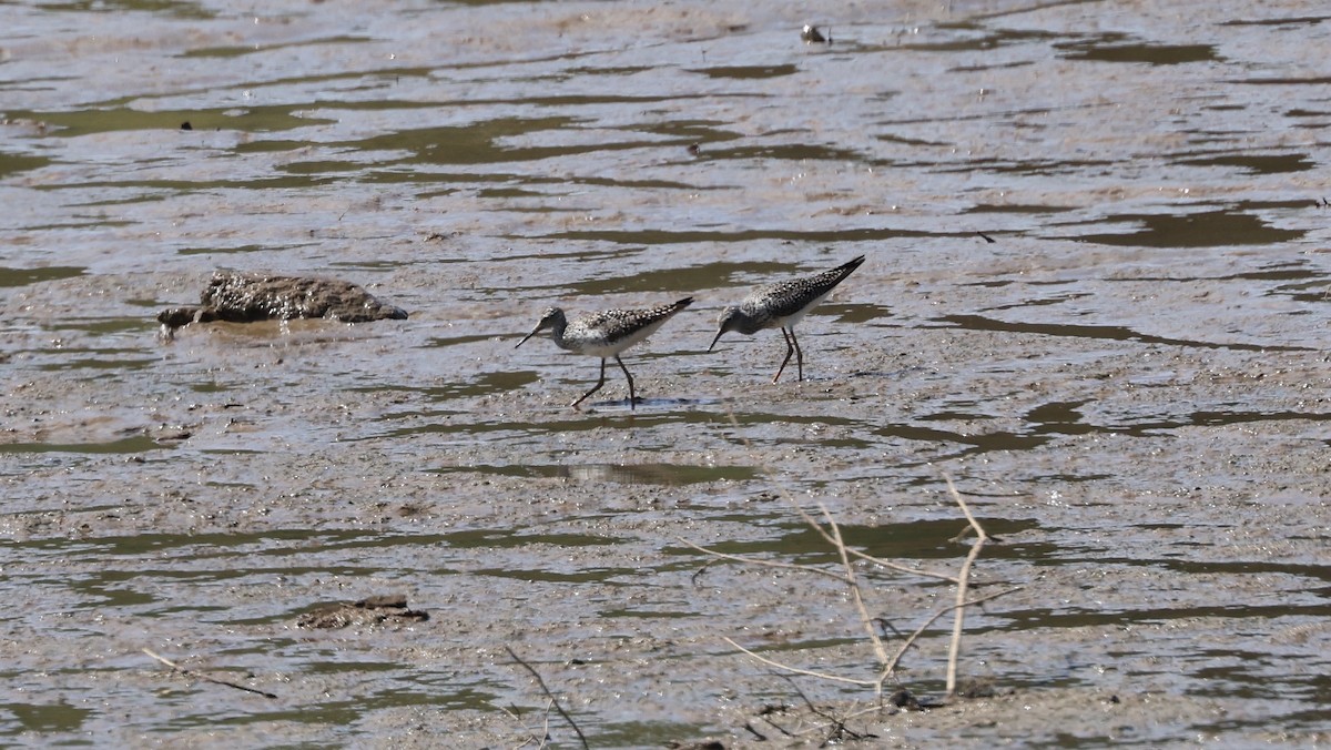 Lesser Yellowlegs - Rusty Trump