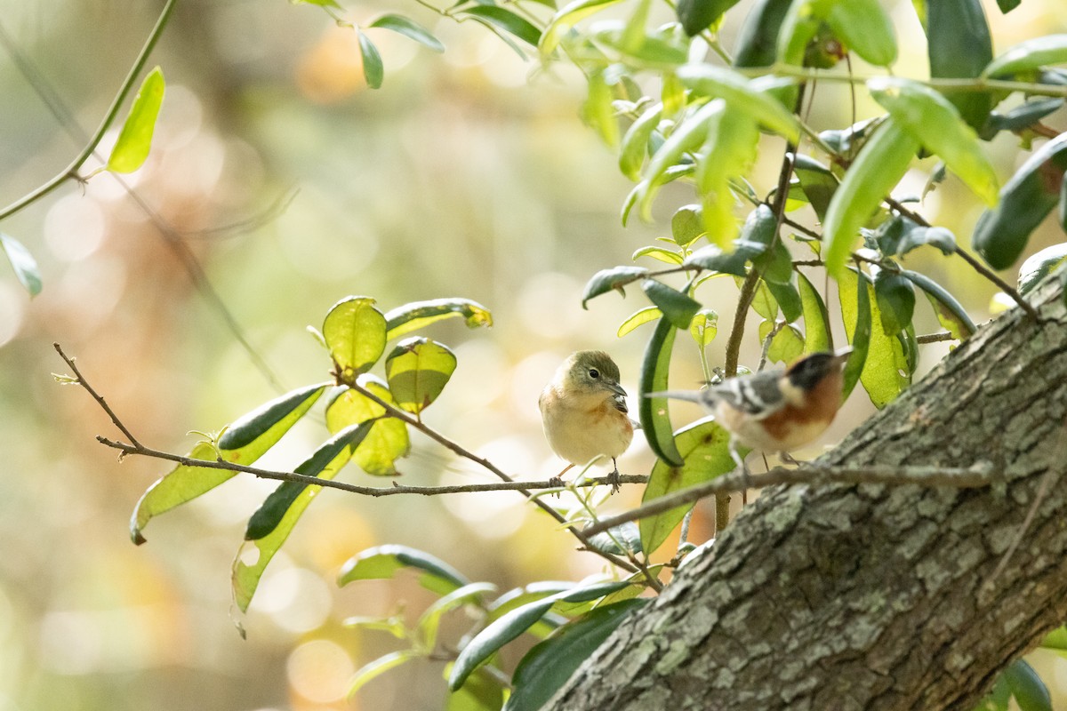 Bay-breasted Warbler - Tommy Mullen