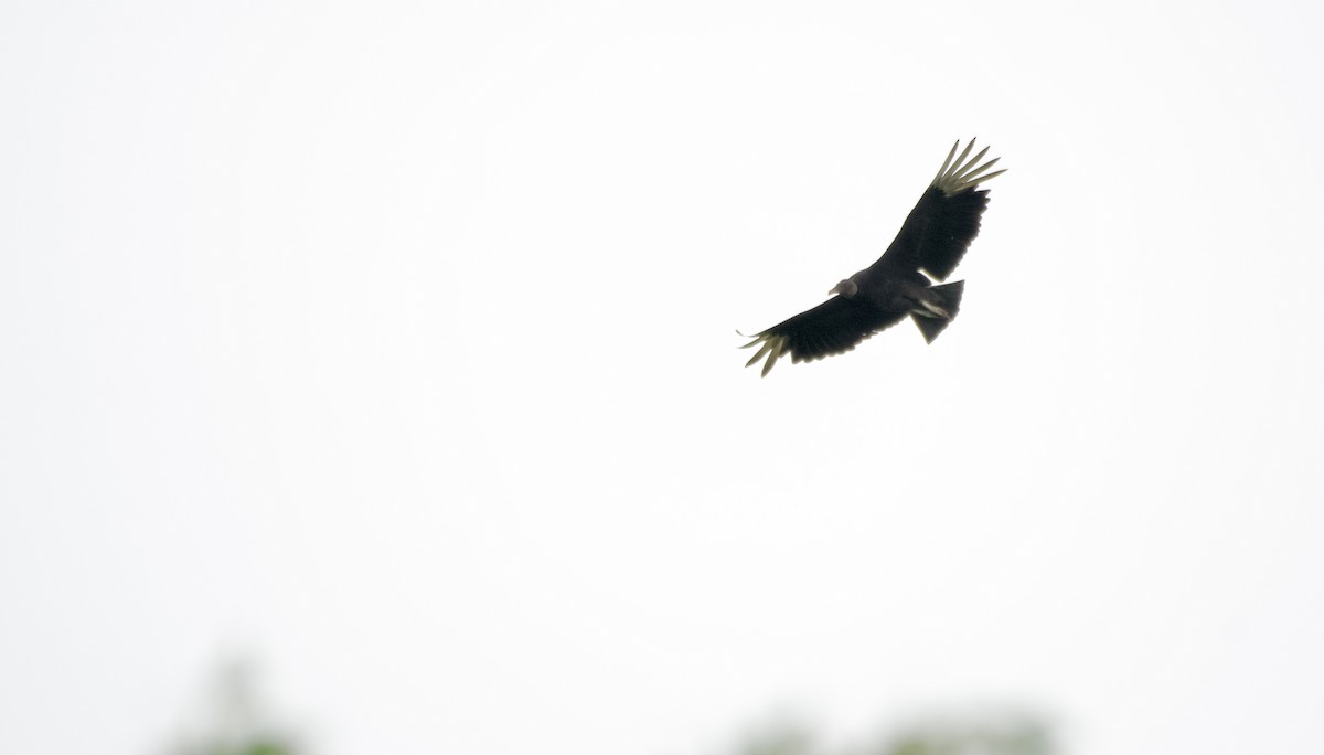 Black Vulture - Weston Barker