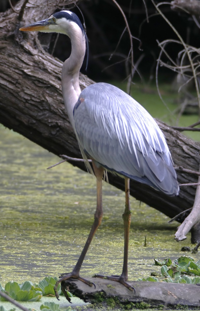 Great Blue Heron - Barry Spolter