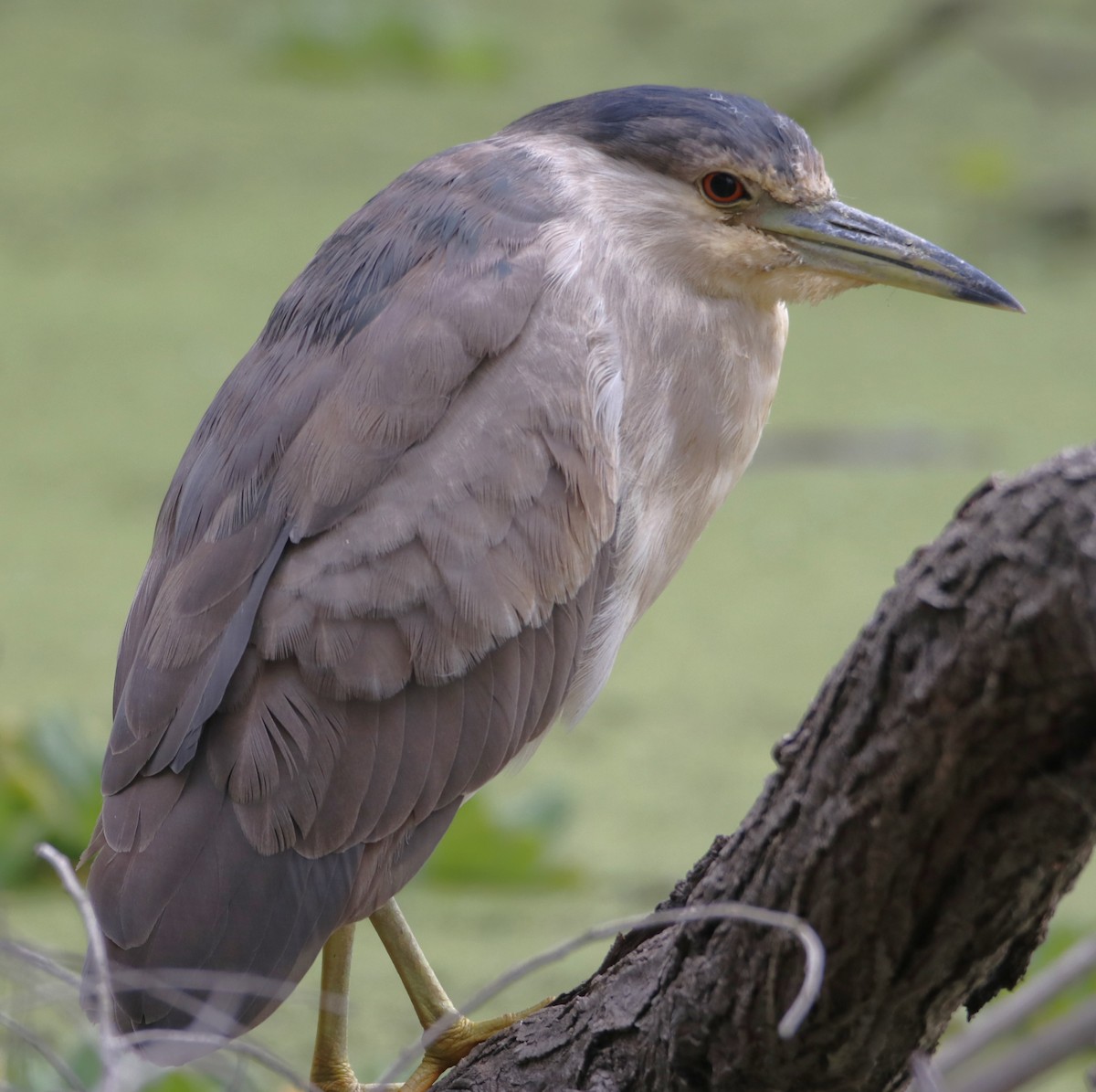 Black-crowned Night Heron - Barry Spolter