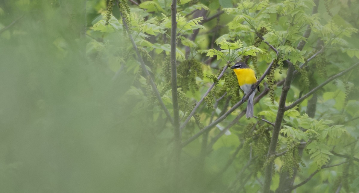 Yellow-breasted Chat - Weston Barker