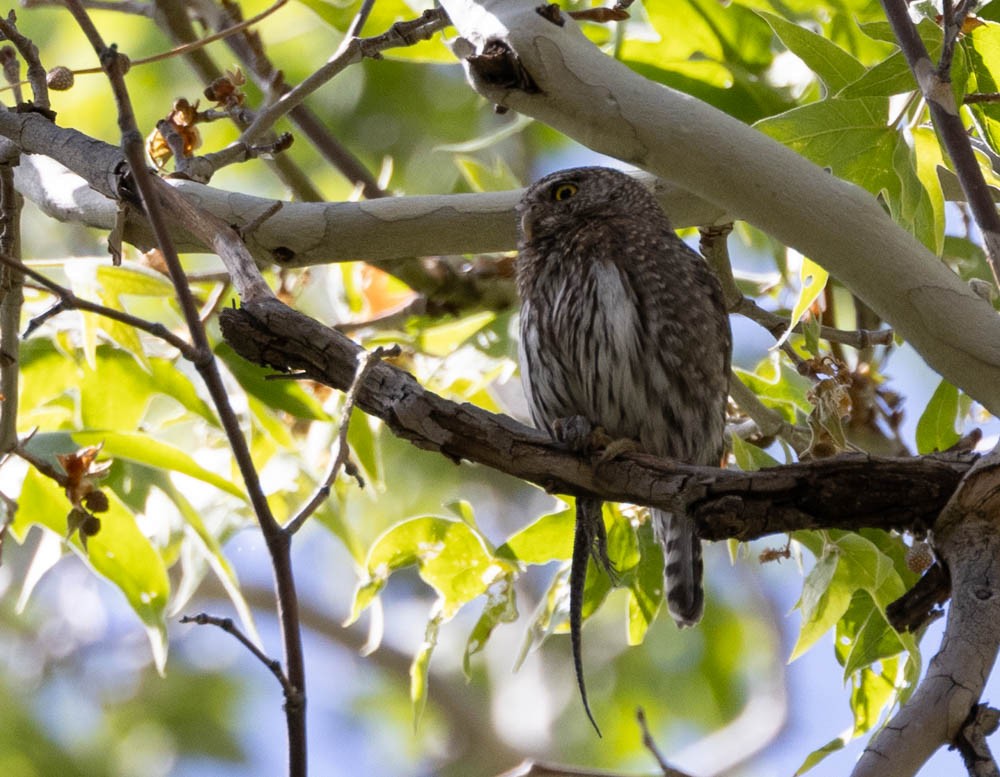 Northern Pygmy-Owl (Mountain) - Marty Herde