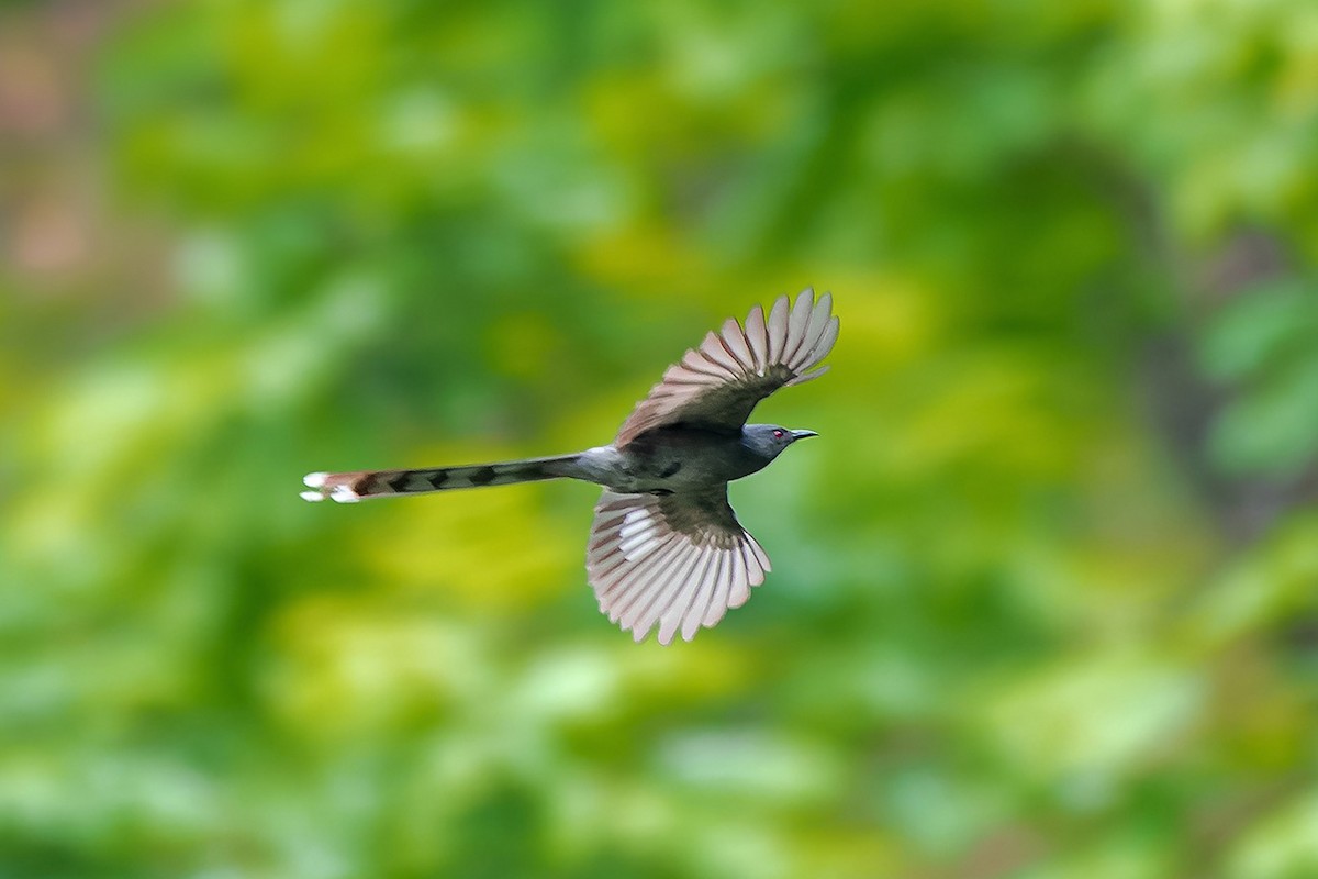 Long-tailed Sibia - Rahul Chakraborty