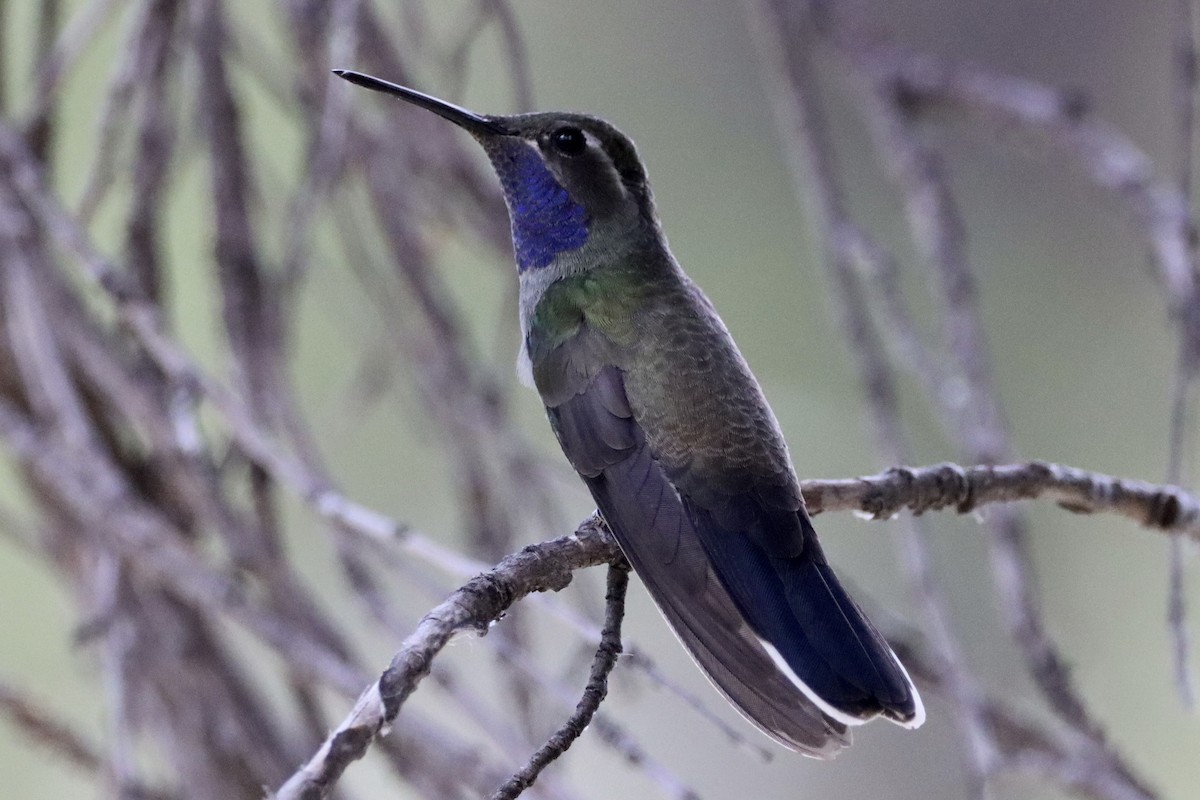 Blue-throated Mountain-gem - Nat Smale