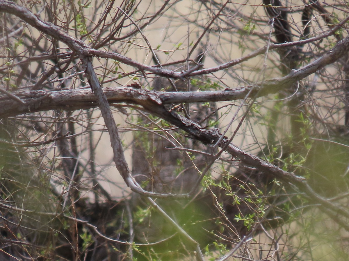 Great Horned Owl - Charles Seniawski