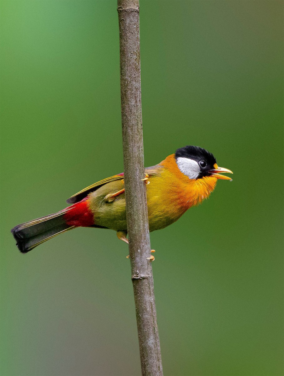 Silver-eared Mesia - Rahul Chakraborty