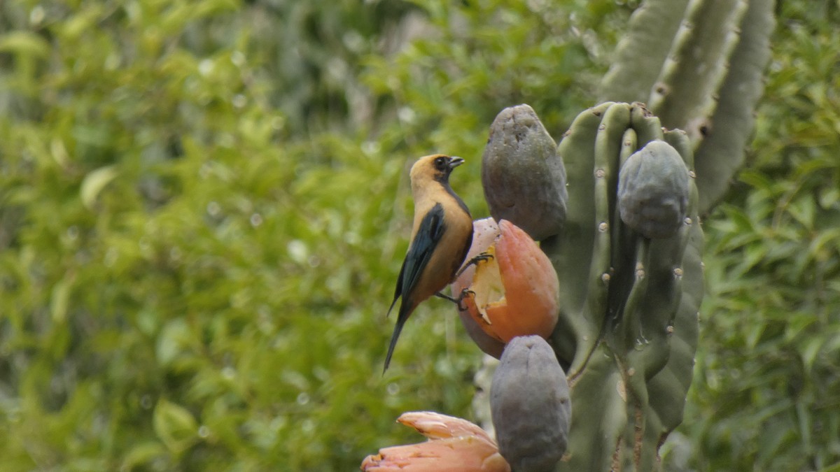 Burnished-buff Tanager - ML619162941