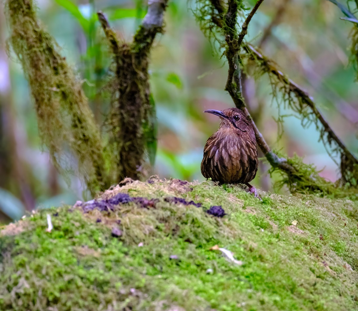 Long-billed Wren-Babbler - Nara Jayaraman