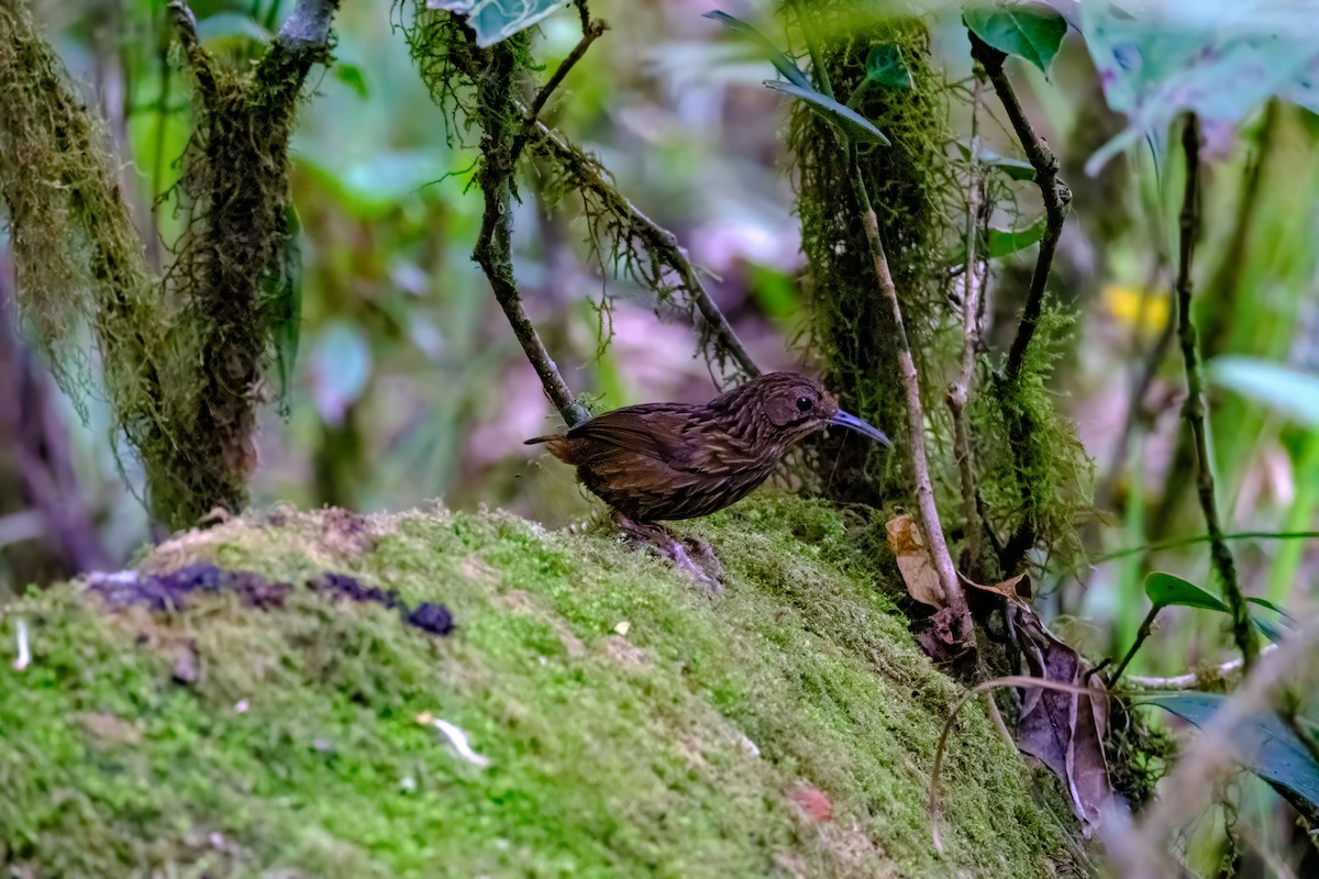 Long-billed Wren-Babbler - Nara Jayaraman