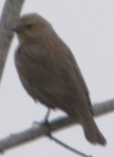 Brown-headed Cowbird - Barry Spolter