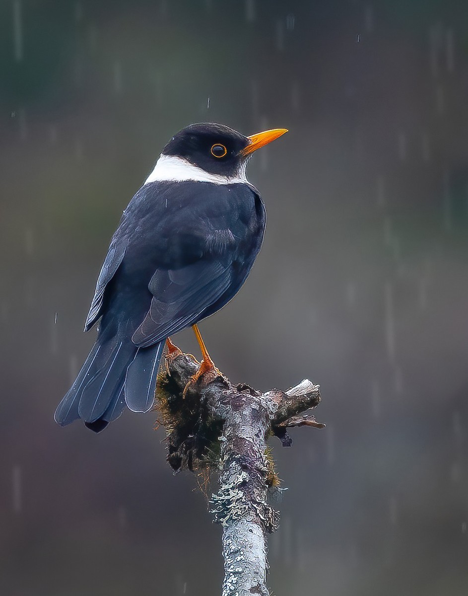 White-collared Blackbird - Rahul Chakraborty