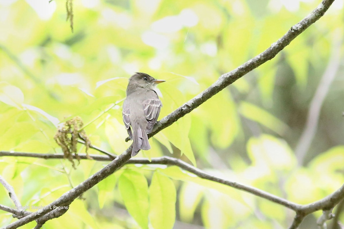 Eastern Wood-Pewee - ML619162983