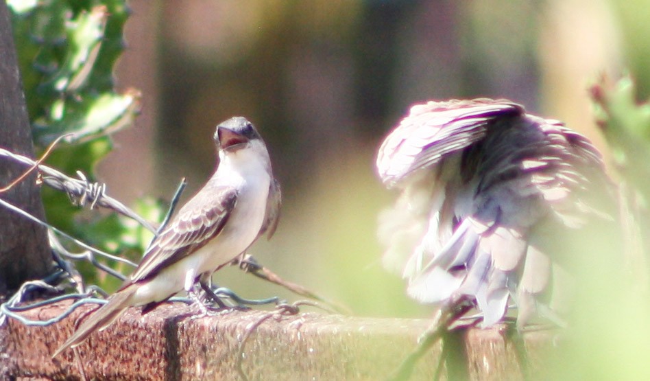 Gray Kingbird - Serguei Alexander López Perez