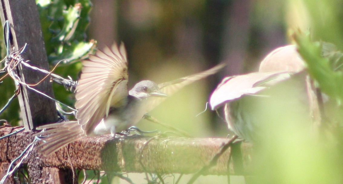 Gray Kingbird - Serguei Alexander López Perez