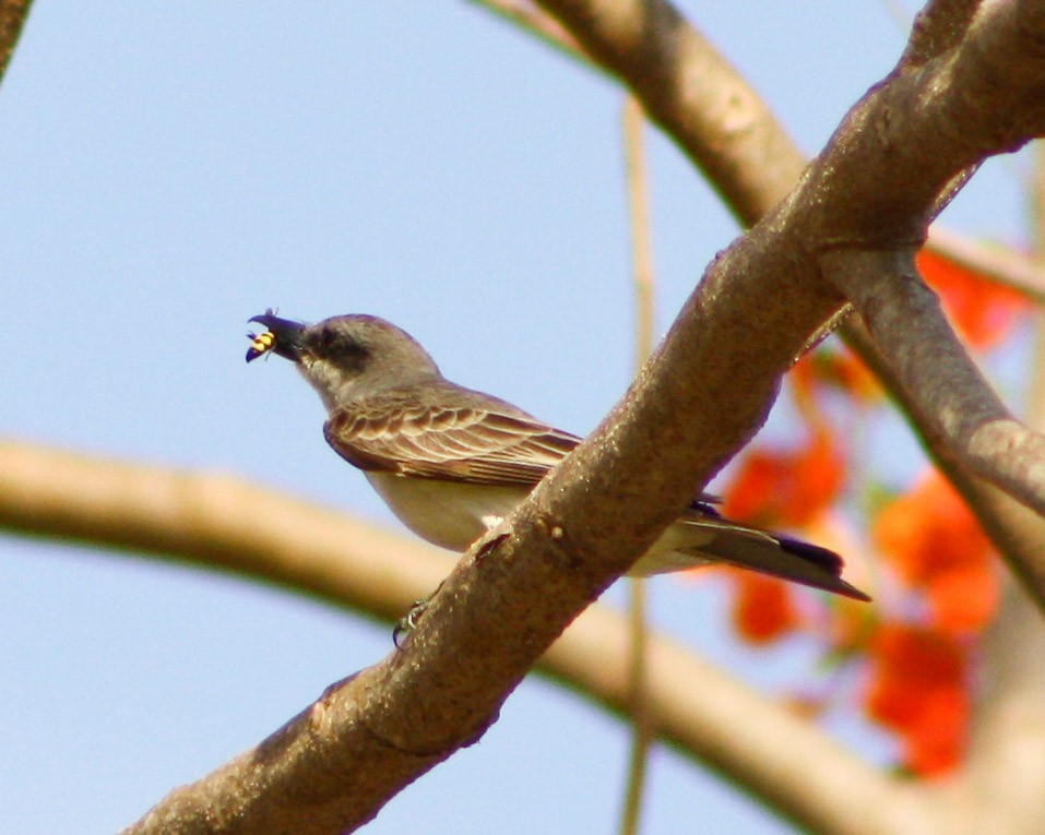 Gray Kingbird - ML619163001