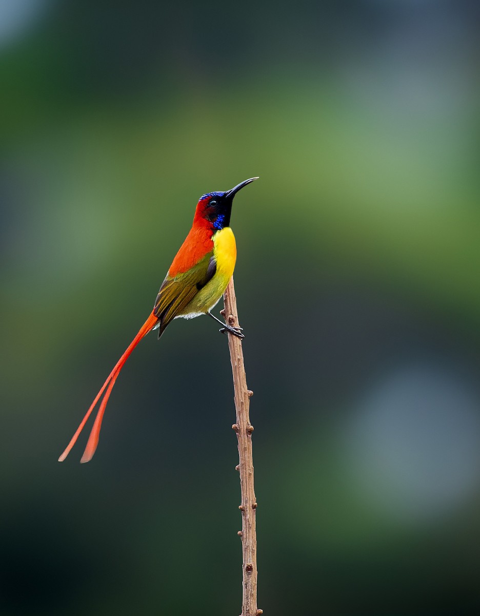 Fire-tailed Sunbird - Rahul Chakraborty