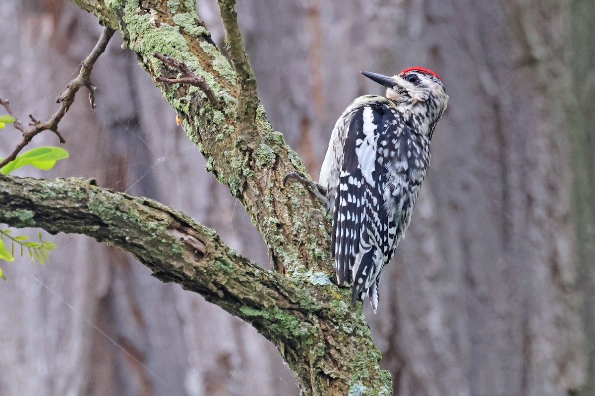 Yellow-bellied Sapsucker - Nathan Wall