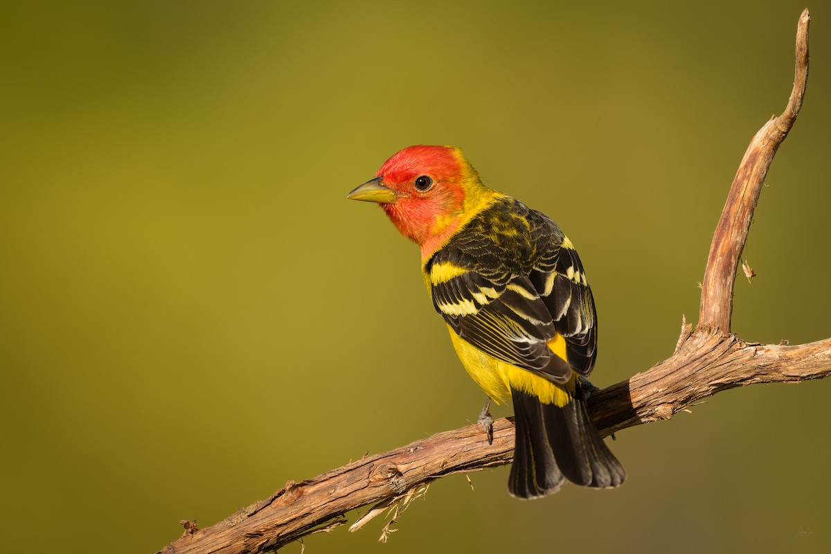 Western Tanager - Daniel Grossi