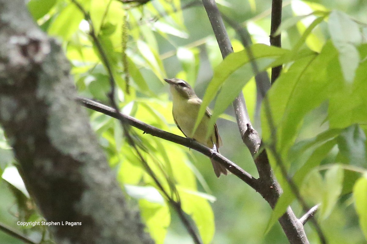 Philadelphia Vireo - Steve Pagans