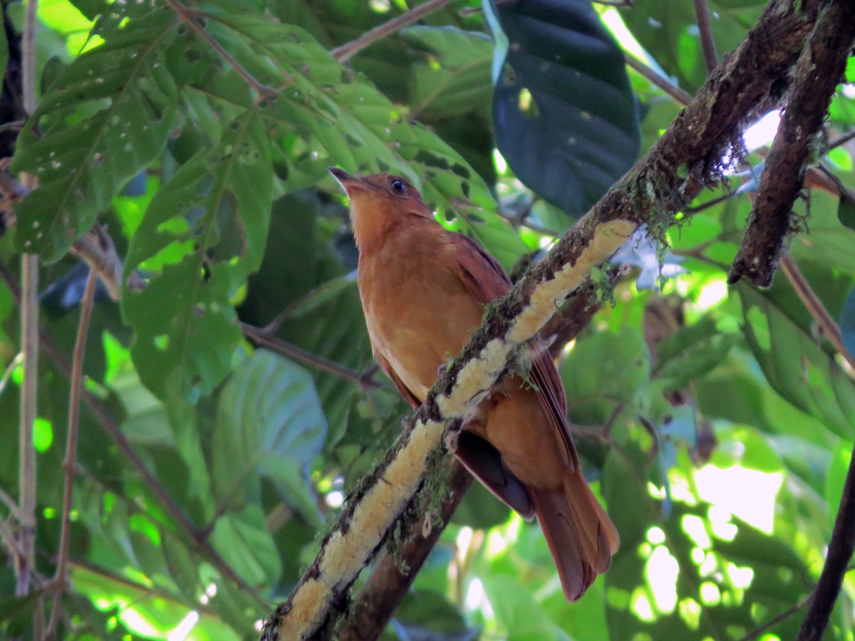 Rufous Piha - Daniel Matamoros