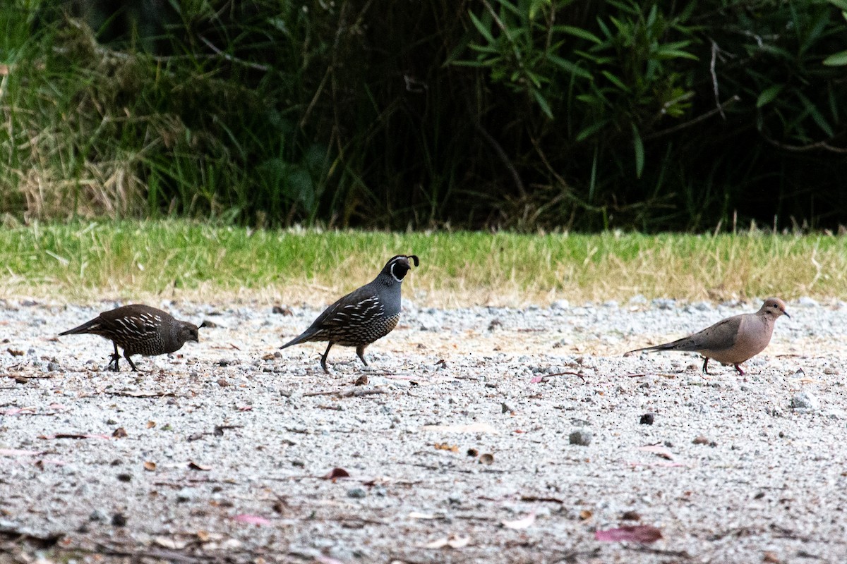 California Quail - Katie Sanborn