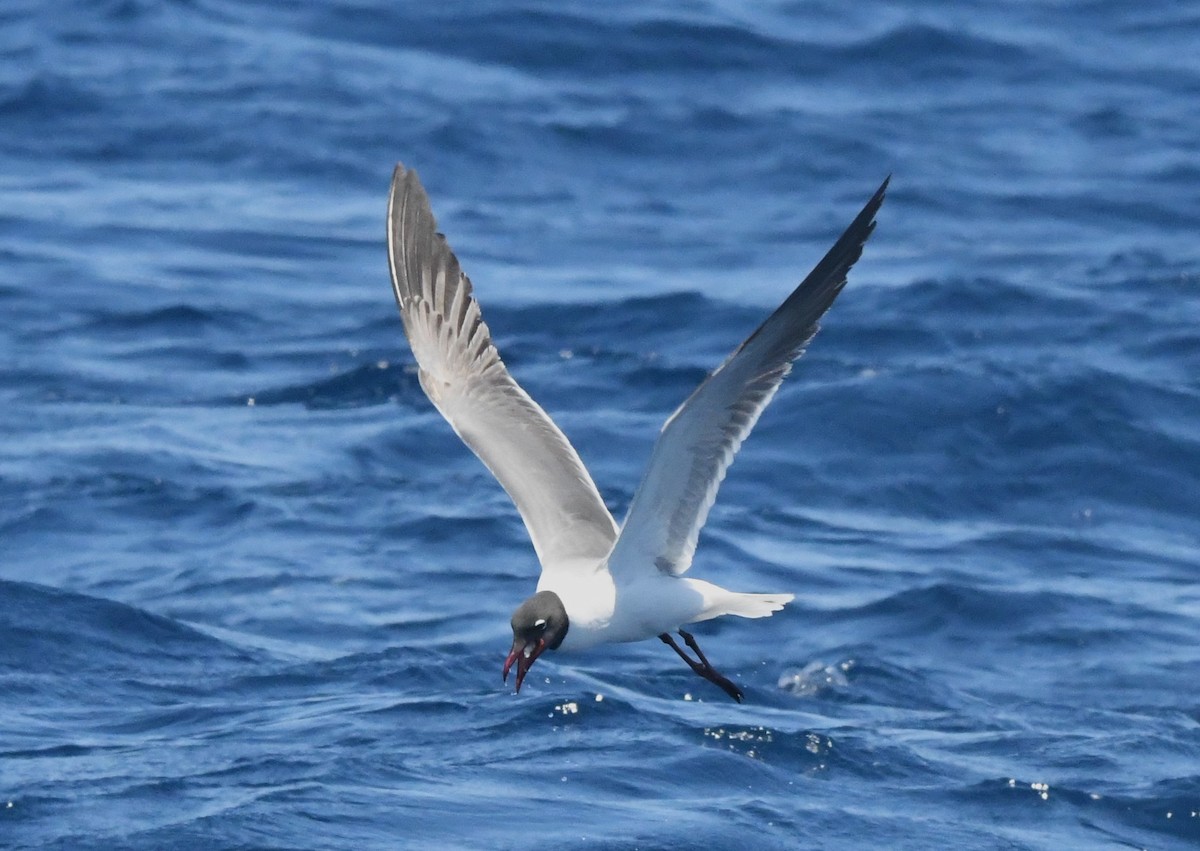 Laughing Gull - David True