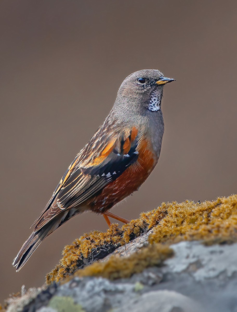 Alpine Accentor - Rahul Chakraborty