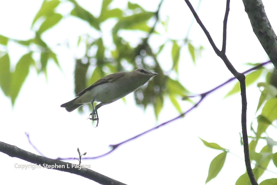 Philadelphia Vireo - Steve Pagans