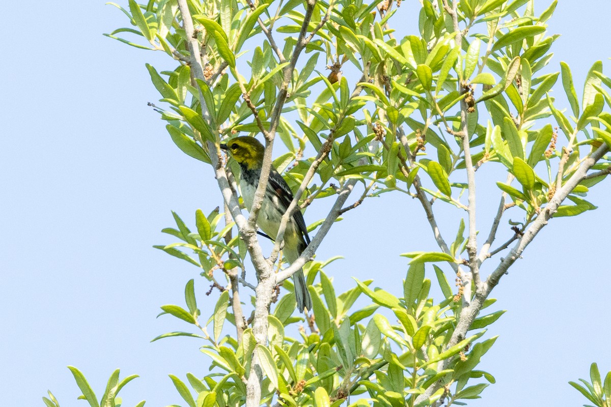 Black-throated Green Warbler - ML619163082