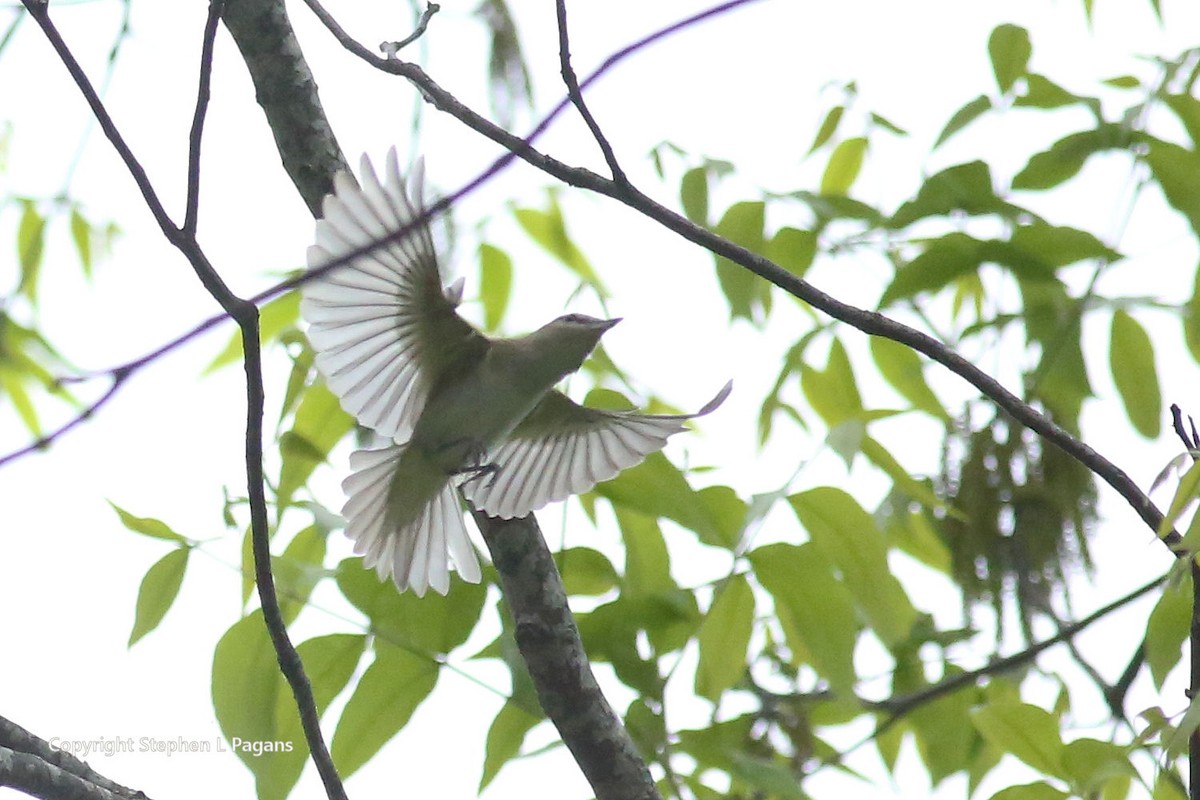 Philadelphia Vireo - Steve Pagans