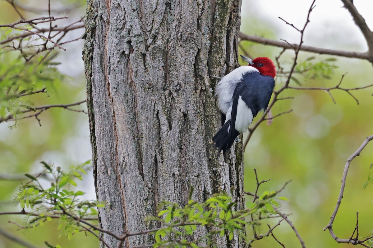 Red-headed Woodpecker - Nathan Wall