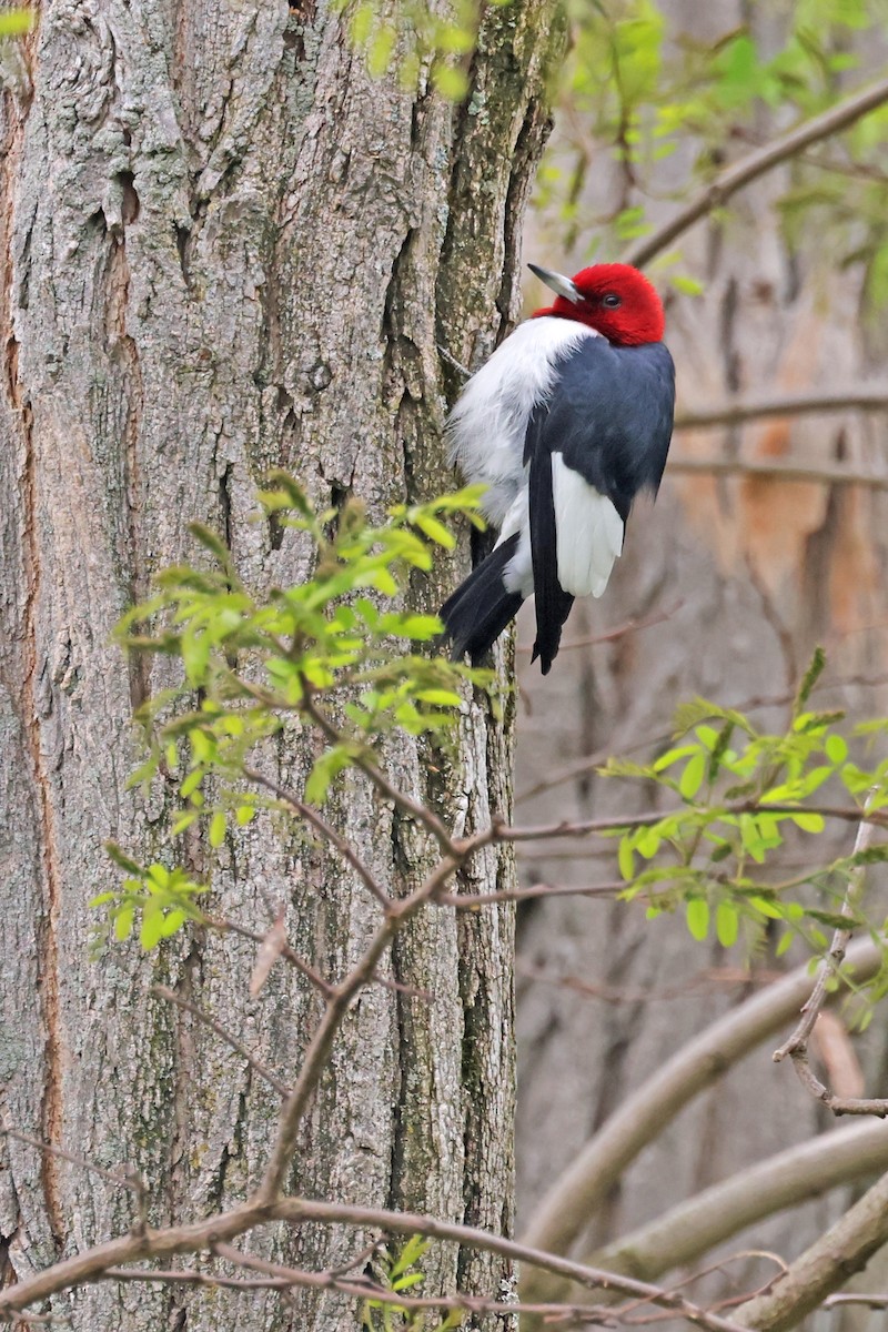 Red-headed Woodpecker - ML619163106