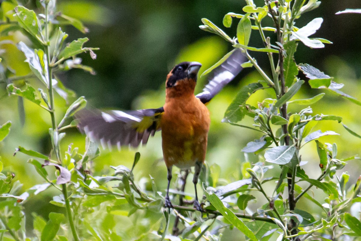 Black-headed Grosbeak - Katie Sanborn