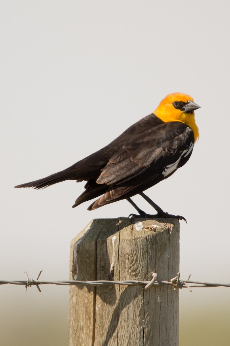 Yellow-headed Blackbird - James Dennett
