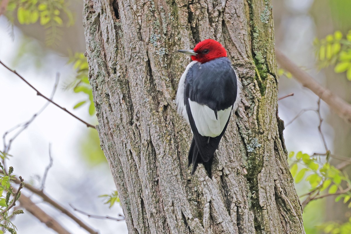 Red-headed Woodpecker - ML619163119